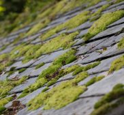 Picture of Mold Damage on Roofs